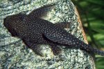 Hypostomus roseopunctatus - 